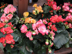Meaning of Begonia (What it is, Concept and Definition)