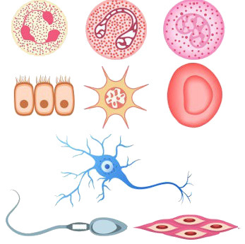 Skirtingi žmogaus ląstelių tipai
