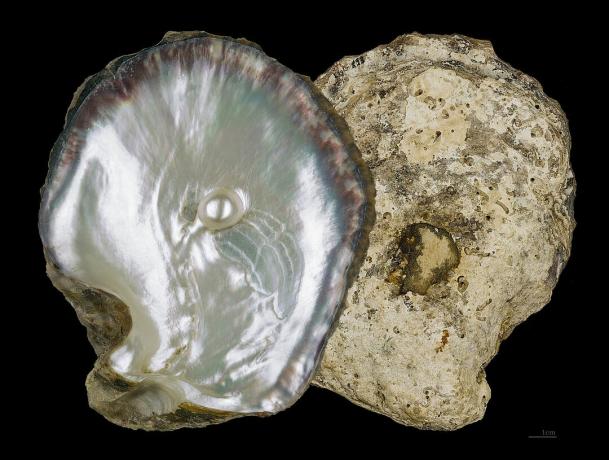 Varjupaik Mollusca - Pearl Auster