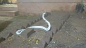 Una rara y mortal serpiente albina entra en casa durante una fuerte tormenta