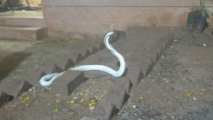 Reta un letāla albīna čūska iekļūst mājās stipras vētras laikā