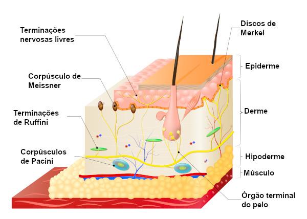 Representasjon av taktile reseptorer tilstede i menneskelig hud.