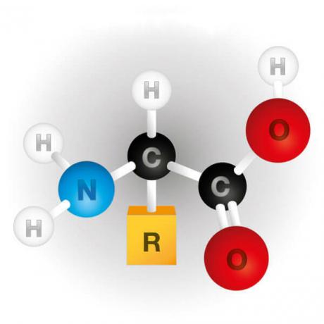 Centralny węgiel nazywany jest węglem alfa i jest połączony z grupą aminową, grupą karboksylową, atomem wodoru i grupą R.
