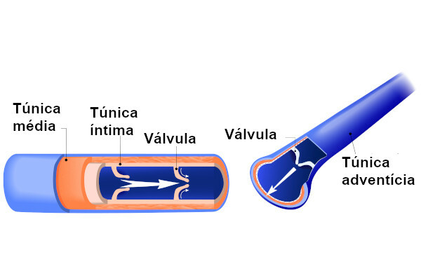  Вени мають три шари, що утворюють їх стінку: tunica intima, tunica media та tunica adventitia.
