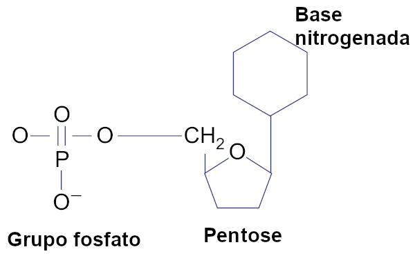Tenga en cuenta los tres componentes del nucleótido.