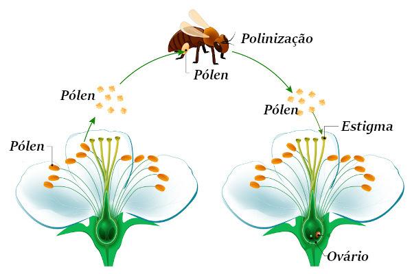 Bees are essential for the pollination of several species of angiosperms.