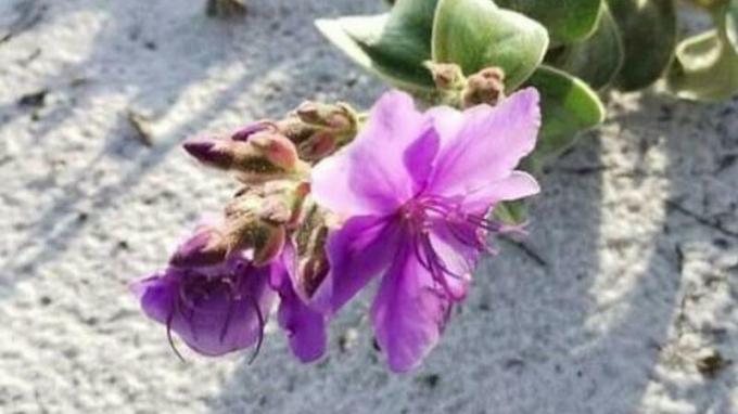 RJ, Cabo Frio의 자연 서식지로 돌아온 희귀 식물