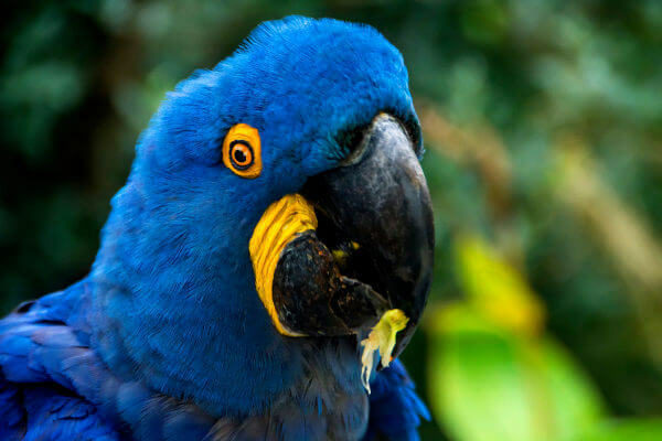 The macaw basically feeds on palm fruits.