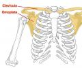 What is the Scapula in the Human Body