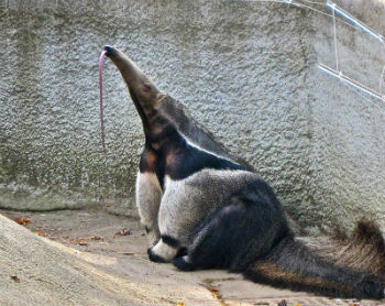 Anteater에 대해 모두 알아보기
