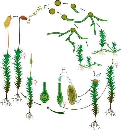 انظر عن كثب إلى دورة حياة الطحالب ، وهي دورة تتضمن تناوب الأجيال.