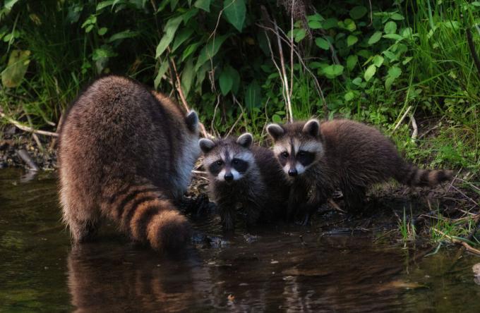 Raccoon Infestation: Annime's Unexpected Impact on Japan