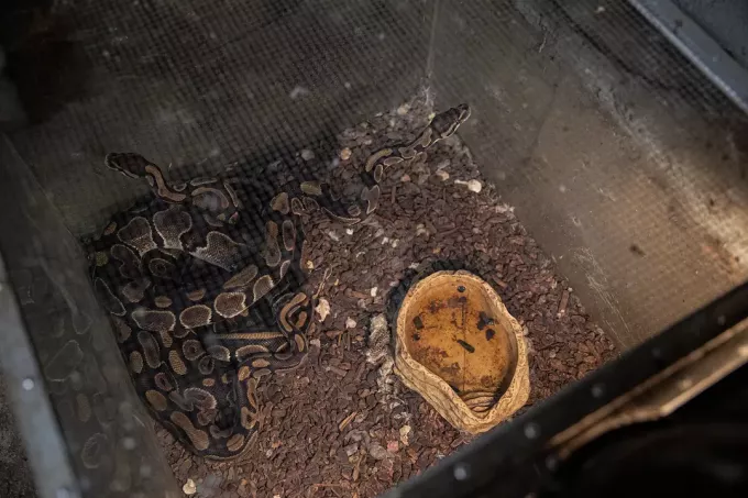 Utrolig: 300 dyr er funnet i ormeinfiserte hamsterhus