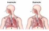 Ademhalingssysteem: hoe het werkt, organen, oefeningen