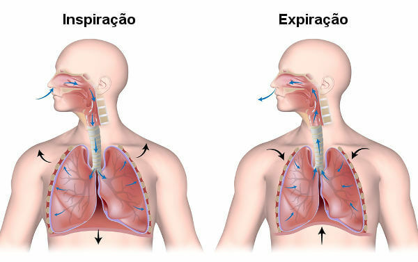 Åndedrettssystemet: hvordan det fungerer, organer, øvelser