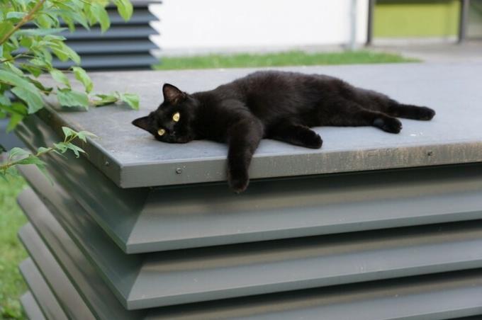 superstition - black cat