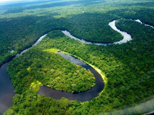 Лес амазонки