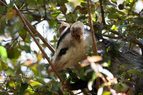 Hvitøret possum i tre