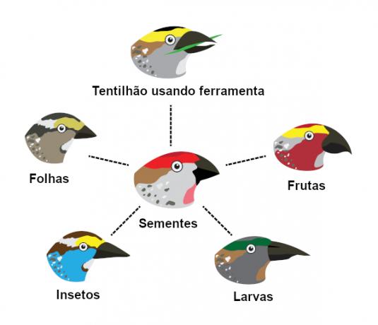 Finches have different beaks, which are shaped to suit their diet.