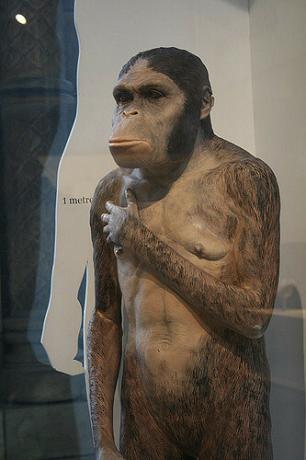 Vertegenwoordiging van Australopithecus in een natuurhistorisch museum