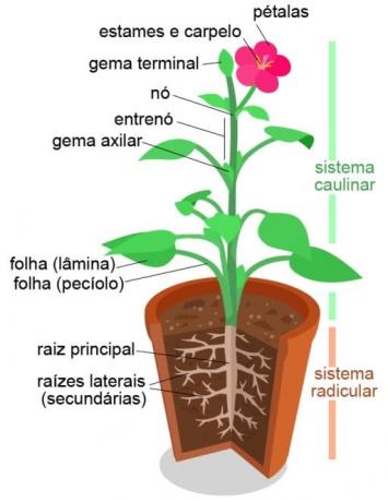 The regions of the stem where the leaves appear are called nodes