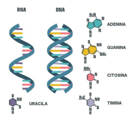Forskjeller mellom RNA og DNA