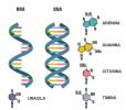 ДНК: абстрактно, функция, структура, състав, ДНК х РНК