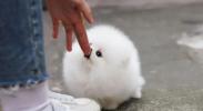 Snowball: šteňa, ktoré očarilo internet svojou roztomilosťou!