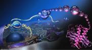 Ribozomlar: işlev, yapı ve bileşim