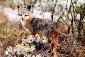 Fox (družina Canidae)