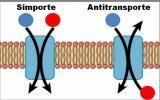 Active Transport: summary, types and examples