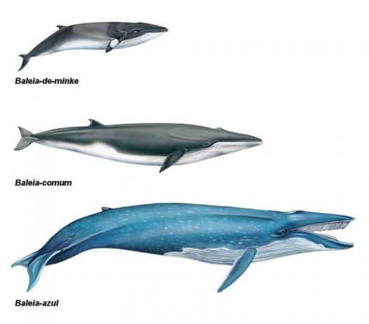 Modrá veľryba je najväčšie zviera na planéte. Sledujte porovnanie medzi ňou a ostatnými veľrybami.