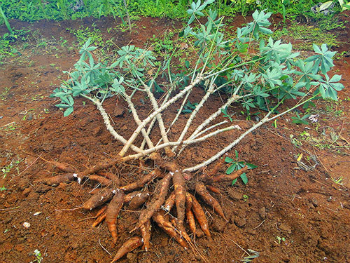 Tuberous root