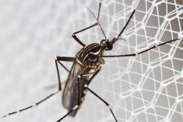 Az Aedes nemzetség szúnyogai a chikungunya, egy vírusos betegség vektorai.