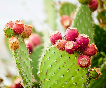 Kaktus, der findes i varme klimaområder, er rig på torner.