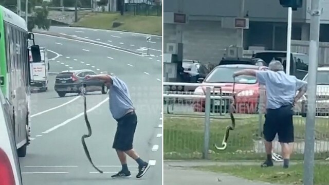 Vozač golim rukama spašava zmiju koja je bila nasred ulice