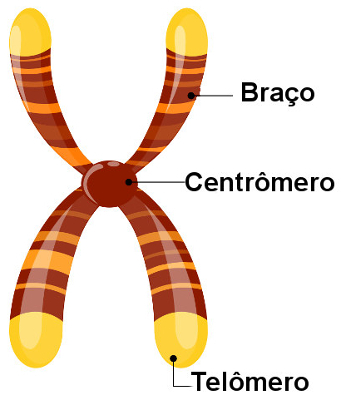 Regardez les parties principales du chromosome