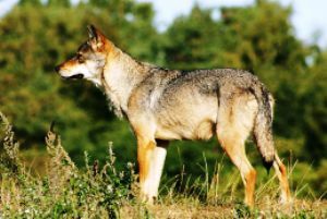 Wolf (Familie Canidae)