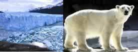 Топљење Арктика проузроковало је смрт неколико животиња, попут белог медведа