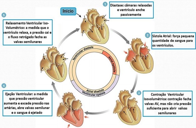 Sistola in diastola: faze srčnega cikla