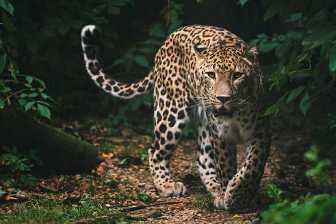 Leopardas, natūralus gorilos plėšrūnas.
