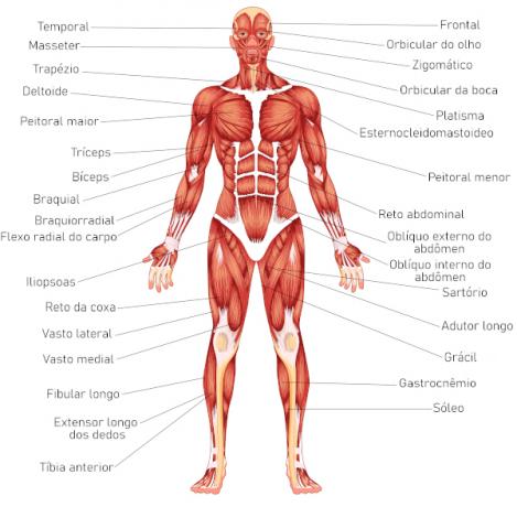 العضلات الهيكلية الرئيسية المخططة في جسم الإنسان.