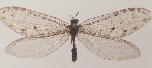 Редак летећи инсект пронађен у Валмарт продавници