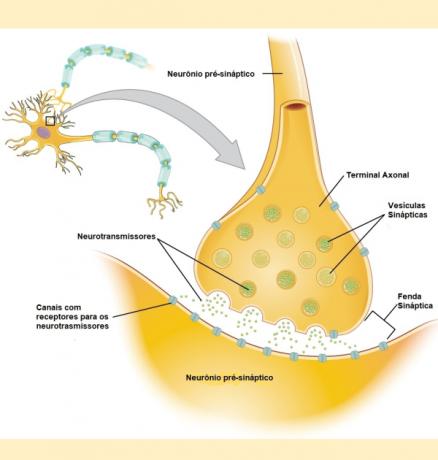 Čo sú neurotransmitery? Typy a spôsob fungovania
