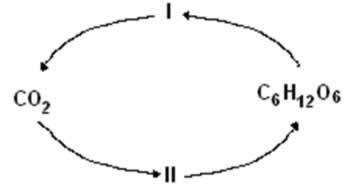 Übungen - Kohlenstoff-9-Zyklus