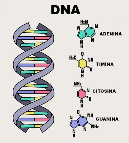Bemærk skemaet for et DNA-molekyle ovenfor.