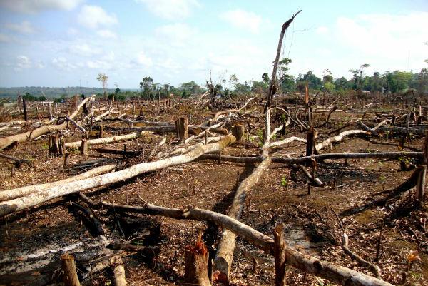 Wylesianie może prowadzić do fragmentacji środowiska, powodując, że poprzednio nieprzerwane środowisko prezentuje się w postaci kępek. .