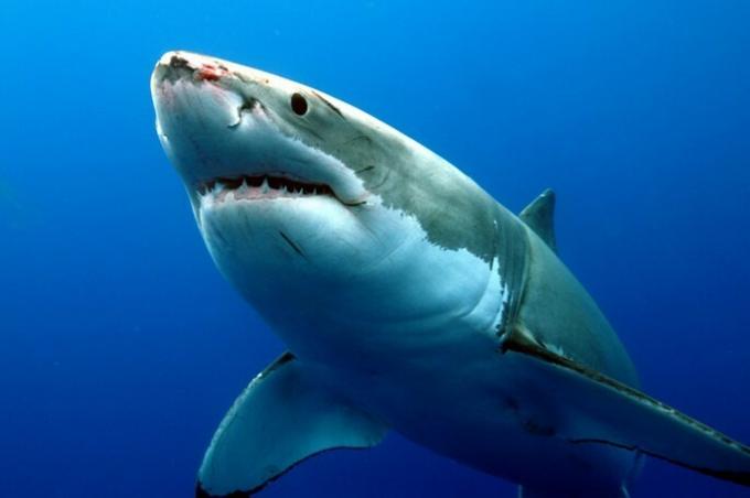 Baltā haizivs: raksturojums un paradumi (ar fotogrāfijām)