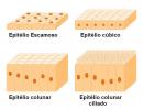 Epithelial tissue: characteristics, functions and classifications