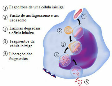 Observe los pasos del proceso de fagocitosis.